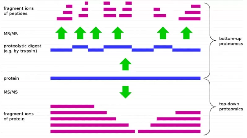 Figure 1 The Two Basic Research Strategies in Proteomics